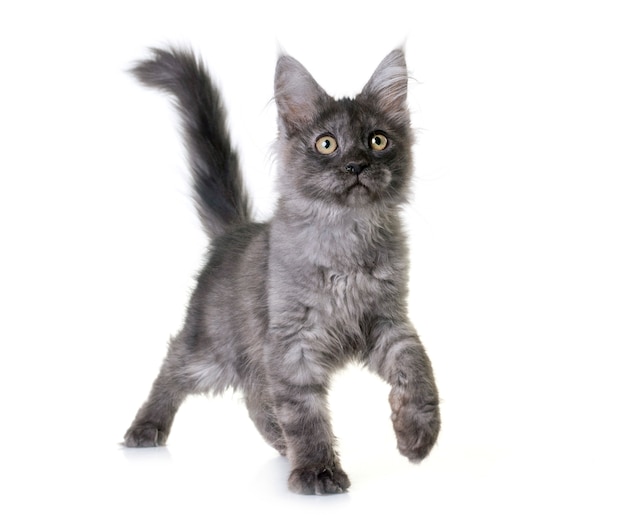 maine coon kitten