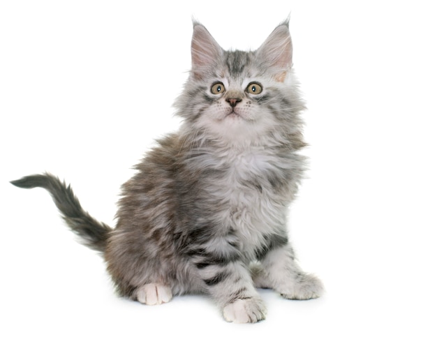 メインクーンの子猫