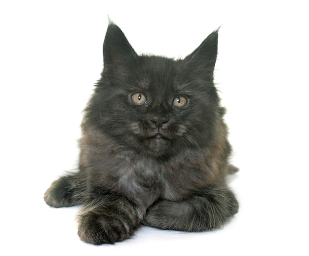 メインクーンの子猫