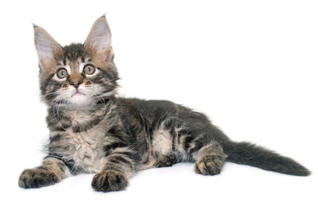 maine coon kitten