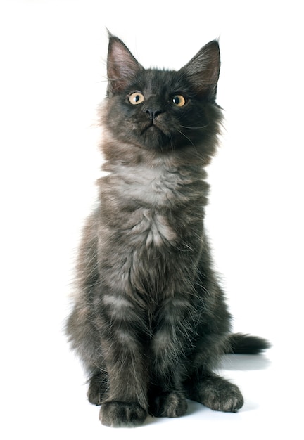 Maine Coon kitten