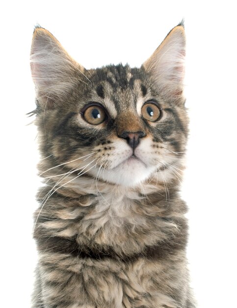 maine coon kitten