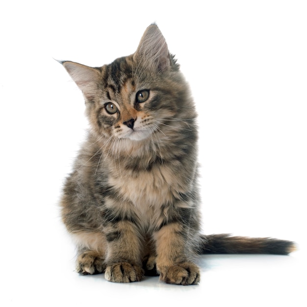 Maine Coon kitten