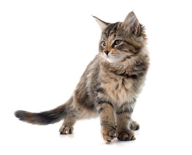 maine coon kitten