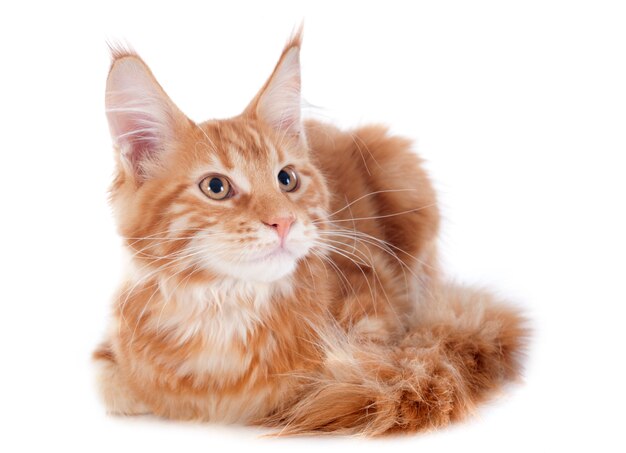 Photo maine coon kitten