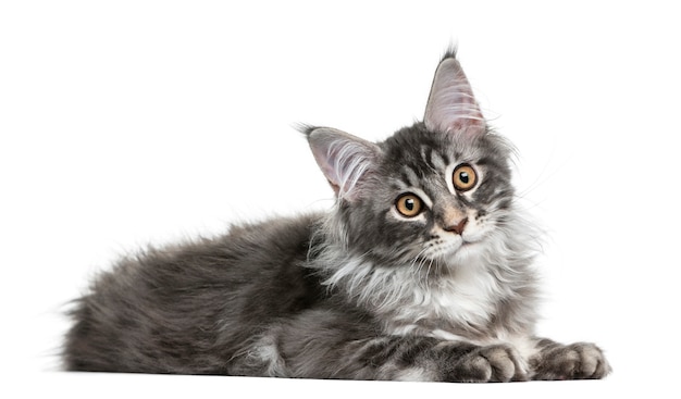 Maine Coon kittenlying voor een witte muur