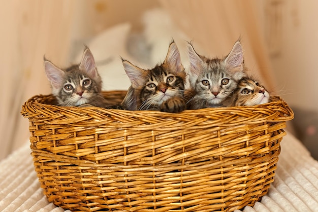 Maine Coon kittens 2 months old in their own basket