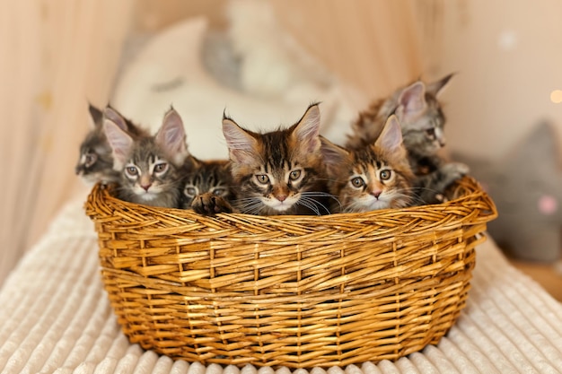 Maine Coon kittens 2 months old in their own basket