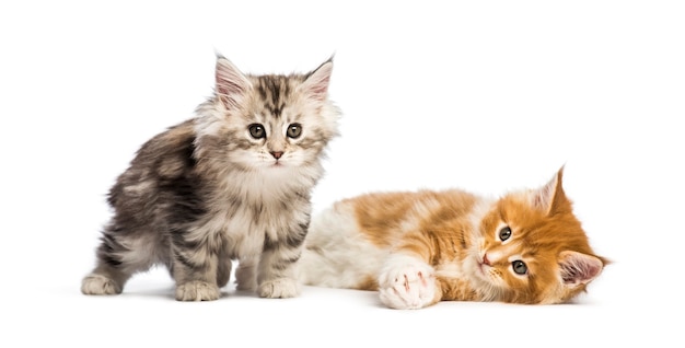 Maine coon kittens, 8 weeks old, lying together, in front of white background