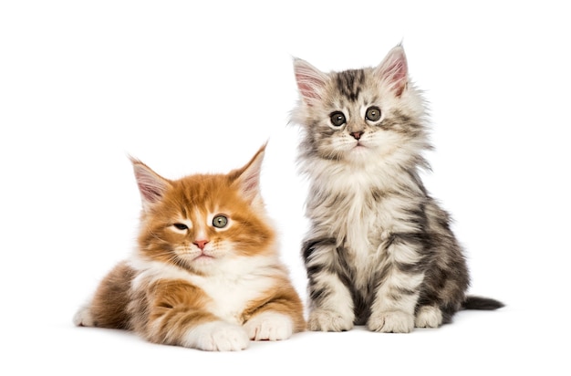 Maine coon kittens, 8 weeks old, lying together, in front of white background