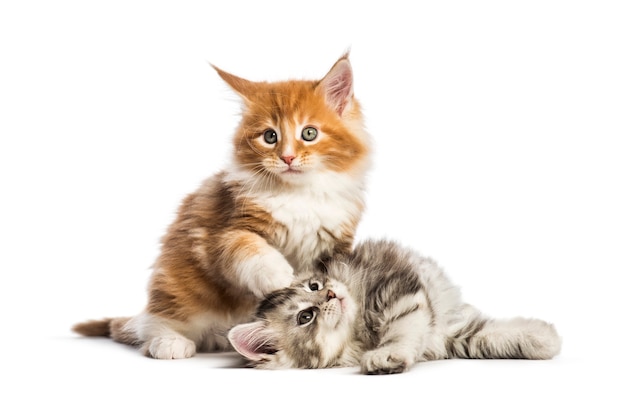 Maine coon kittens, 8 weeks old, lying together, in front of white background