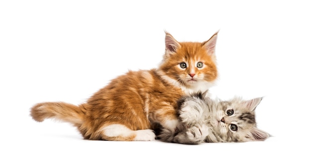 Maine coon kittens, 8 weeks old, lying together, in front of white background