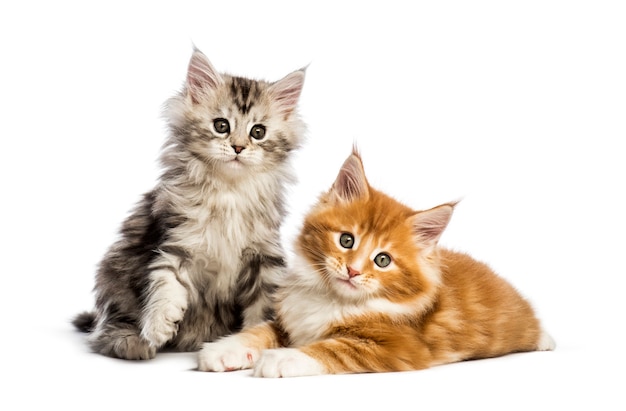 Maine coon kittens, 8 weeks old, lying together, in front of white surface