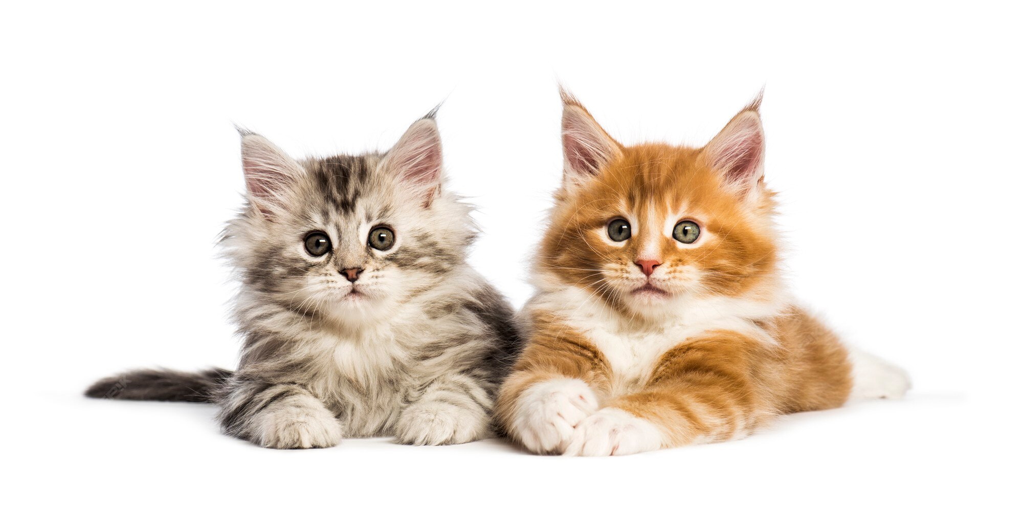 Cute Animals 写真 58 000 高画質の無料ストックフォト