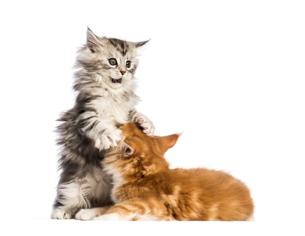 Maine coon kittens, 8 weeks old, play fighting together, in front of white background