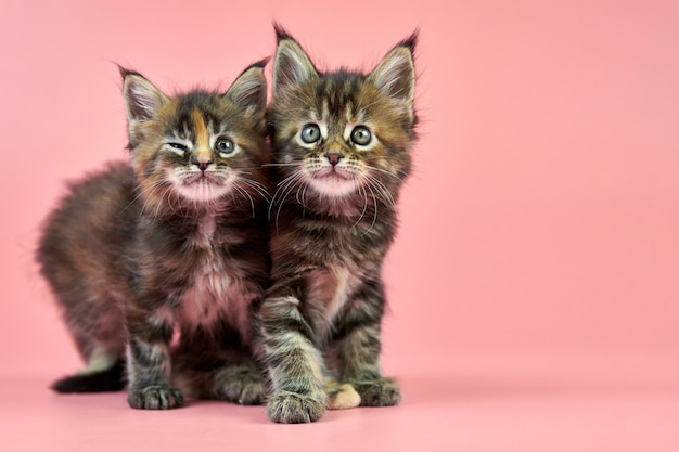 Maine coon kittens isolated on pink