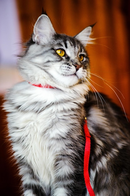 Maine Coon The largest cat A big cat