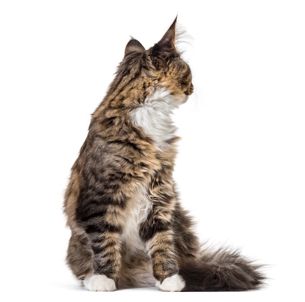 Maine Coon looking back isolated on white