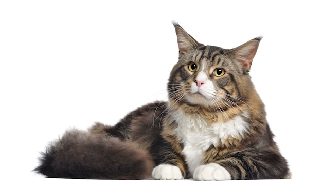 Maine coon, lying, isolated on white