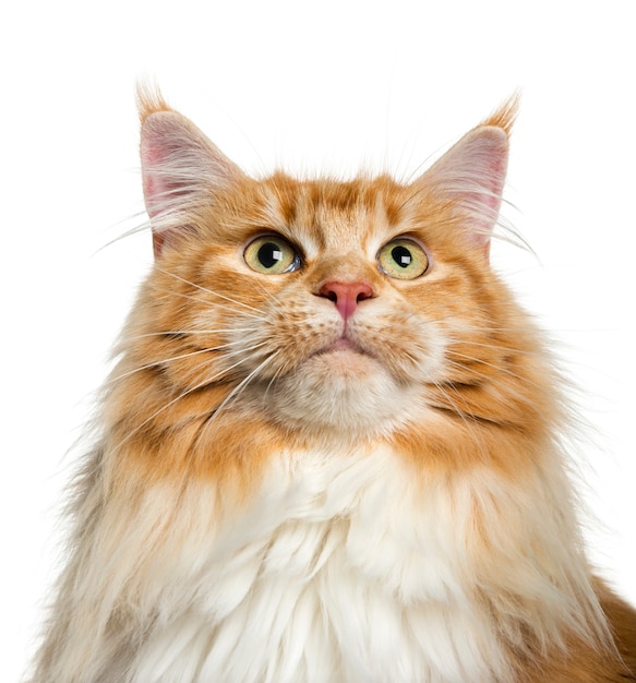 Maine Coon opzoeken voor een witte muur