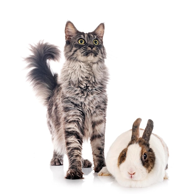 maine coon and rabbit in front of white background