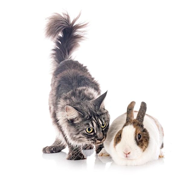 Maine coon and rabbit