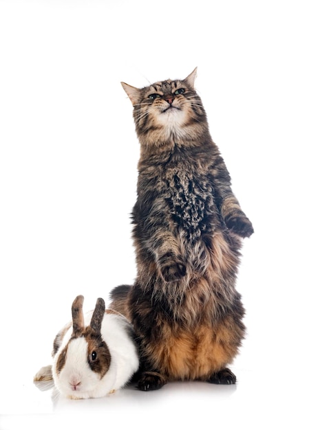 Maine coon and rabbit