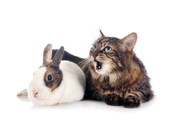 Maine coon and rabbit