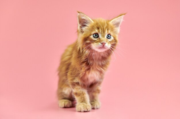 Maine coon red kitten. Cute shorthair purebred cat on pink background. Ginger hair attractive kitty from new litter.