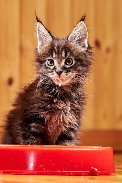 メインクーンの小さな子猫がボウルのそばに座っています。子猫の銃口がミルクで汚れている