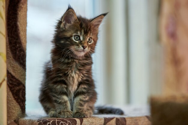 Maine coon schildpad kitten