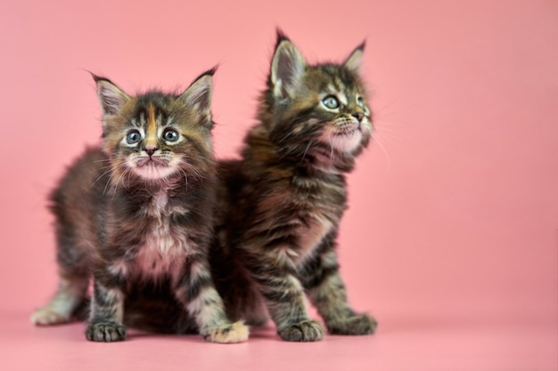 Maine coon schildpadkittens