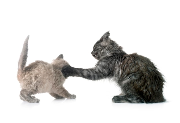 Maine coon and siamese kitten