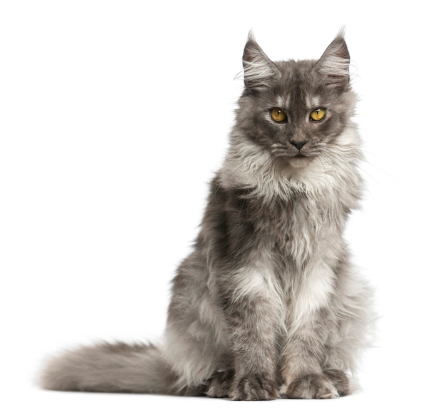 Maine Coon sitting  in front of a white wall