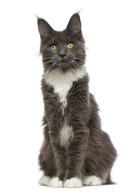 Maine Coon sitting in front of a white wall