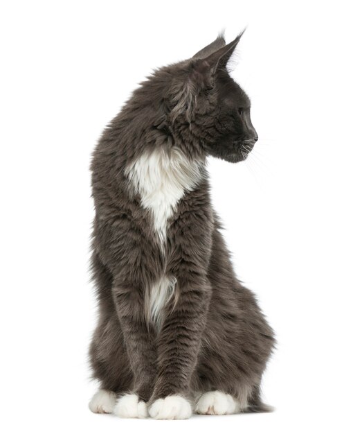 Maine Coon sitting in front of a white wall