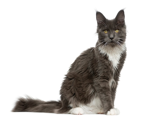 Maine Coon sitting in front of a white wall