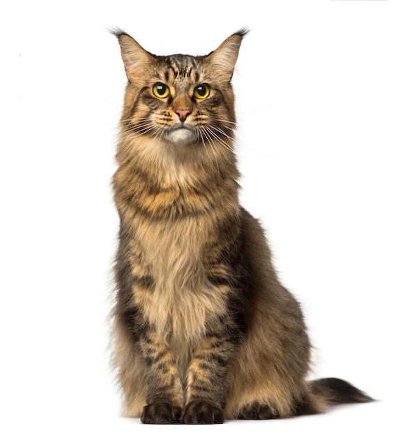 Maine Coon sitting and looking away