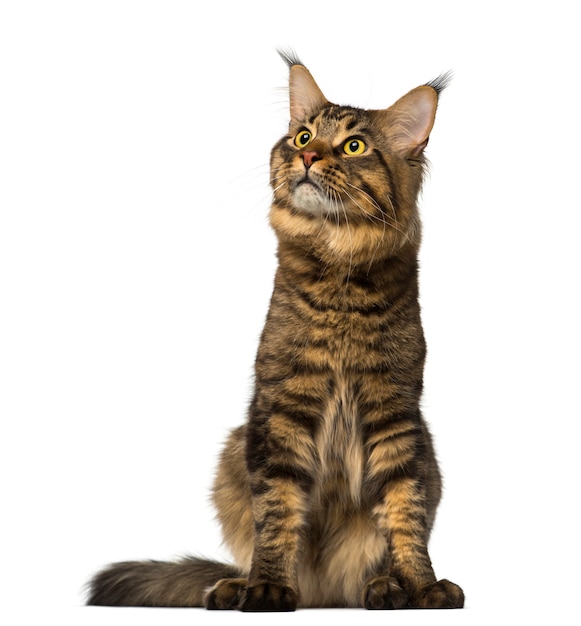 Maine Coon sitting and looking up