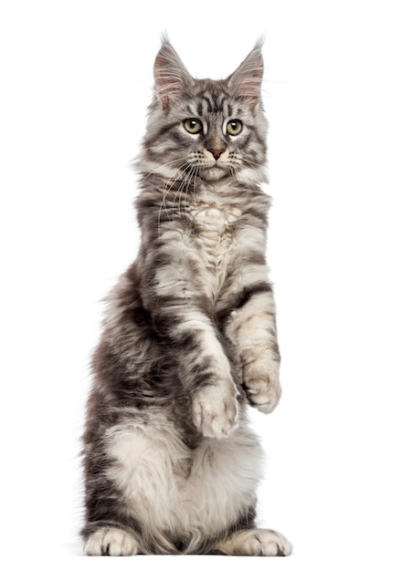 Maine Coon standing on its hind legs