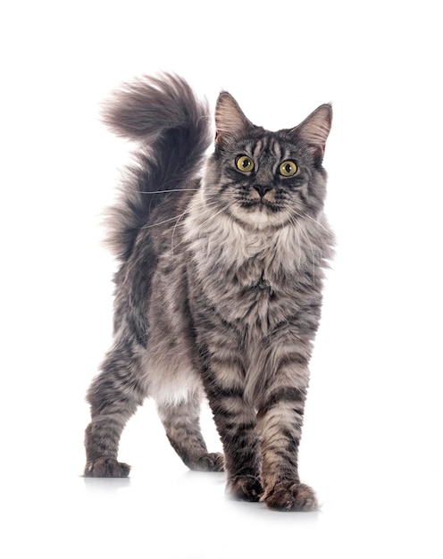 Maine coon in studio