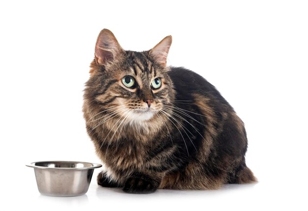 Maine coon in studio