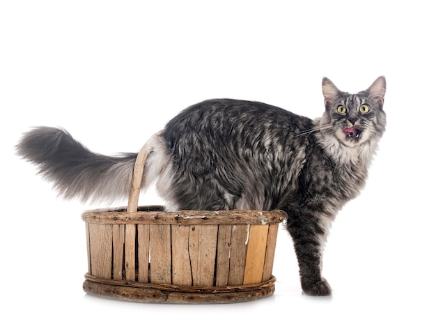 Maine coon in studio