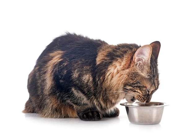 Maine coon in studio