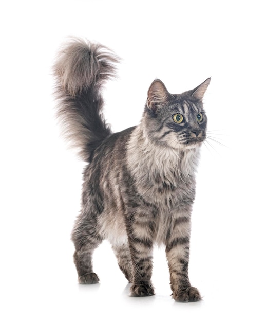 Maine coon in studio