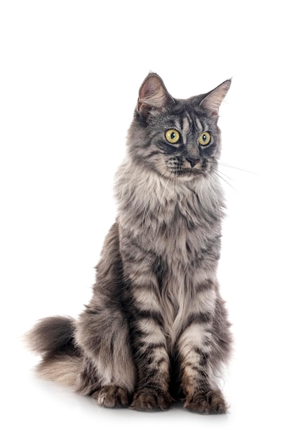 Maine coon in studio