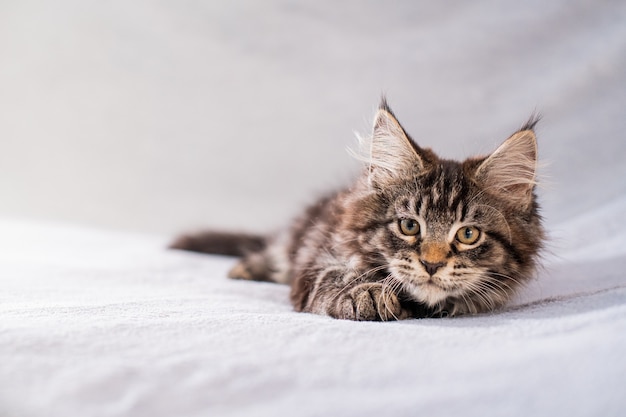 Maine Coon tabby kitten lies on a light fluffy blanket