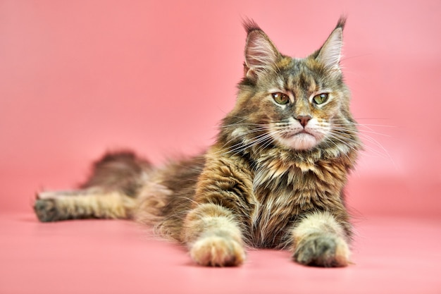 Maine Coon tortoiseshell cat, copy space