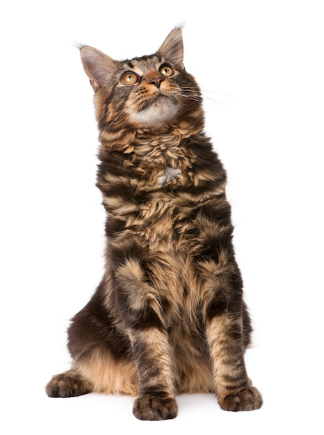 Maine Coon, zittend, studioschot