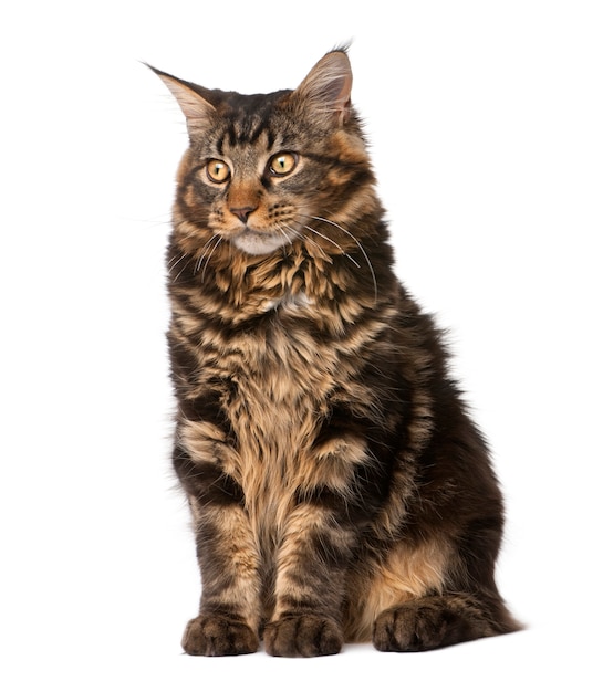 Maine Coon, zittend, studioschot